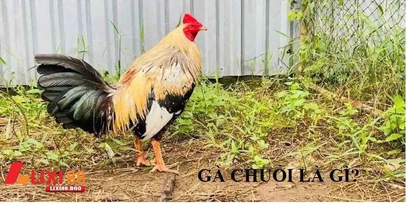 Gà chuối mạng gì – Khám phá bí ẩn tướng gà đá cực phẩm - id Gà chuối là gì? Vì sao nhiều người mê mẩn?