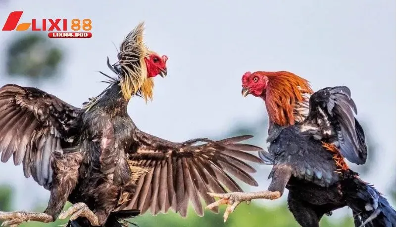 Gà chuối mạng gì – Khám phá bí ẩn tướng gà đá cực phẩm - id Gà chuối trong đá gà cựa sắt – Ưu thế vượt trội