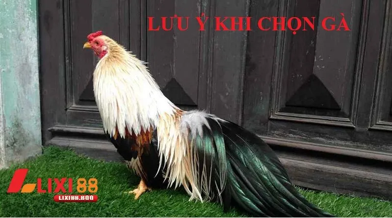 Gà chuối mạng gì – Khám phá bí ẩn tướng gà đá cực phẩm - id Lưu ý quan trọng khi chọn gà chuối thi đấu